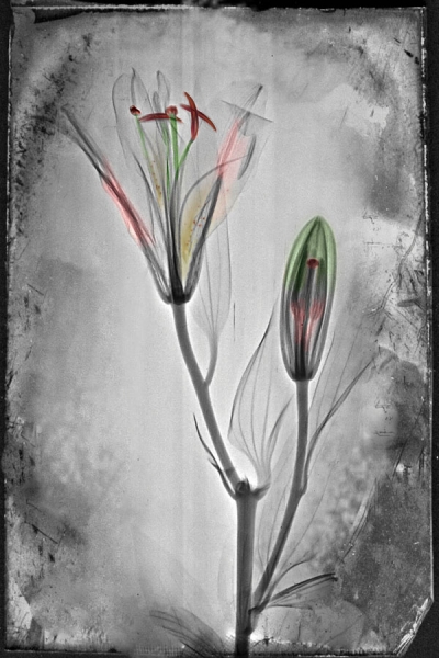 Photograph Arvind Sawant In - Visible - Iv on One Eyeland